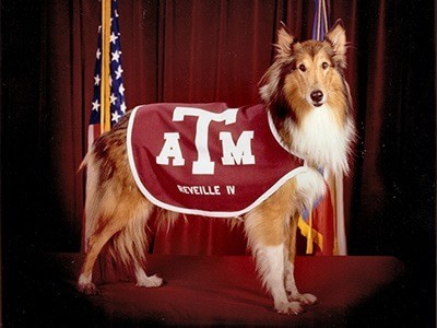 Reveille 4