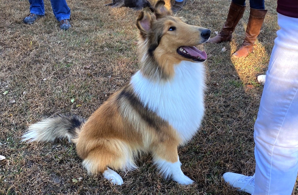 Reveille as a puppy